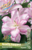 Лилия Roselily АННУШКА (5)
